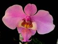 Phal. schilleriana 'Angel Orchids No. 3'